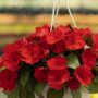Sunpatiens – Compact Deep Red – 8″ Hanging Basket